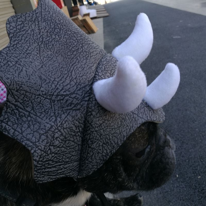 Triceratops Pet Hat – Dinosaur Costume for Dogs n Cats
