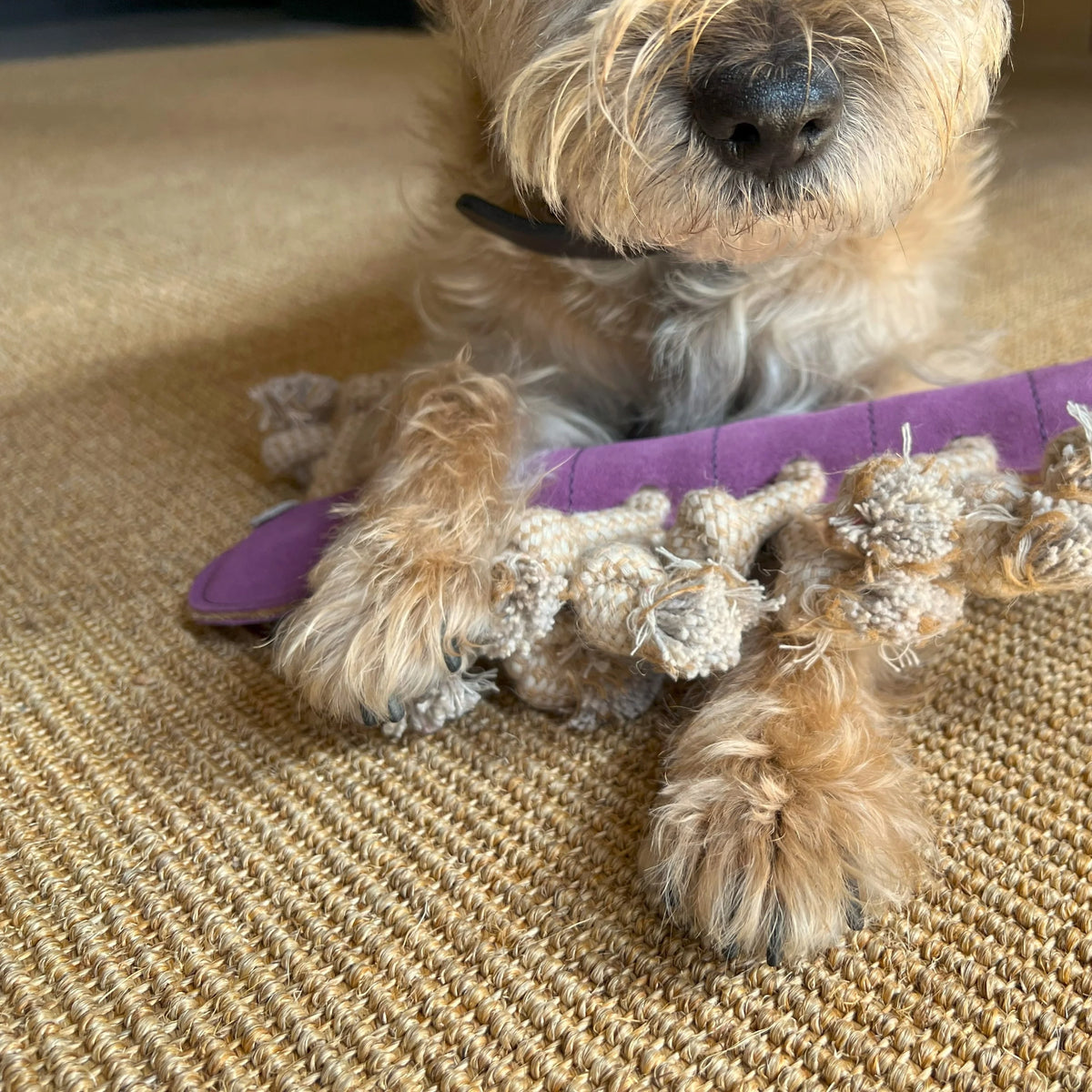 Georgie Paws Gerti the Grub Dog Toy – additional product view