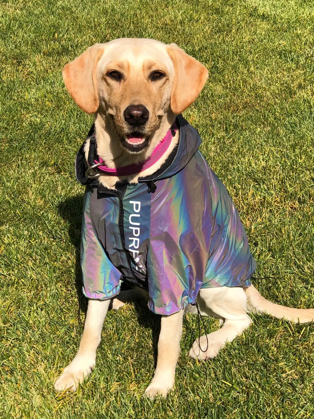 Reflective Dog Raincoat – Waterproof, Lightweight & Safe for Night Walks